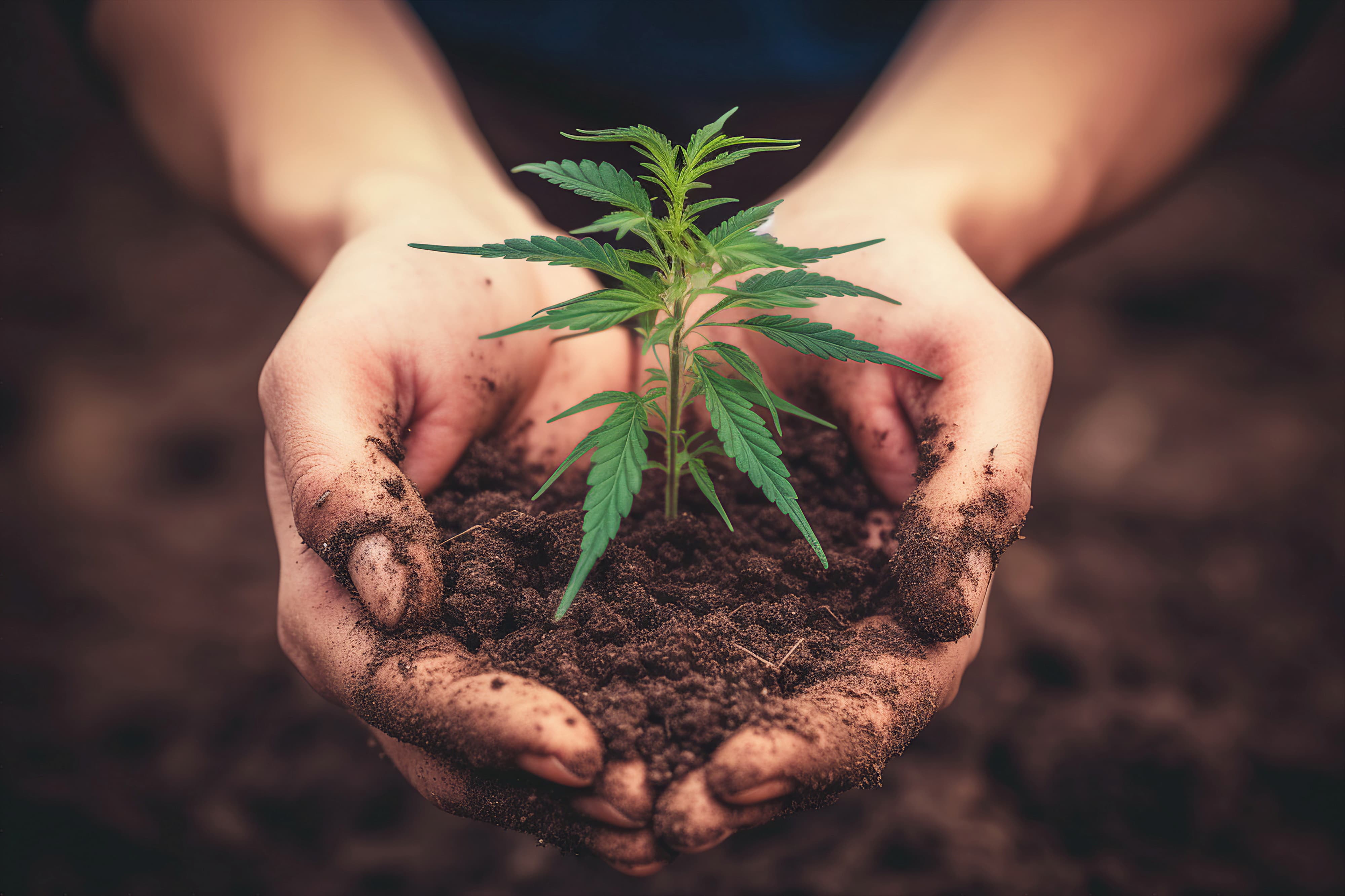 Marihuana-Pflanze mit Erde in Händen gehalten